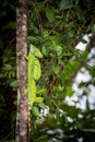 Costa Rica, Iguana Royalty Free Stock Photo