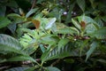 Costa Rica, Iguana Royalty Free Stock Photo