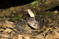 Costa Rica Jumping Viper on the jungle floor during nighttime