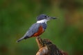 Costa Rica kingfisher. Ringed Kingfisher, Megaceryle torquata, blue and orange bird sitting on the tree branch in the nature