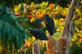 Costa Rica morning sunrise. Ugly black bird Black Vulture, Coragyps atratus, bird in the habitat. Wildlife scene from nature.