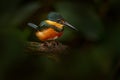 Costa Rica nature. American pygmy kingfisher, Chloroceryle aenea, near the water. Green and white bird sitting on the branch.