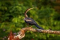 Costa Rica nature. Anhinga, water bird in the river nature habitat in Costa Rica. Bird with log neck and bill sitting on the