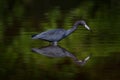 Costa Rica nature. Bird mirror reflection in the beautiful green water. Wildlife from tropical forest. Little Blue Heron, Egretta Royalty Free Stock Photo