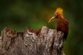 Costa Rica nature. Chestnut-coloured Woodpecker, Celeus castaneus, brawn bird with red face from Costa Rica. Woodpecker with