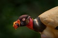 Costa Rica nature. Clse-up portrait of King vulture, Sarcoramphus papa, large bird found in Central and South America. Wildlife