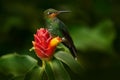 Costa Rica nature. Green-crowned Brilliant, Heliodoxa jacula, beautiful bloom. Heliconia red flower with green hummingbird, La Paz Royalty Free Stock Photo