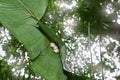 Costa Rica nature. Honduran white bat, Ectophylla alba, cute white fur coat bats hidden in the green leaves, Braulio Carrillo NP Royalty Free Stock Photo