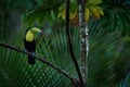 Costa Rica nature, tucan on tree branch. Keel-billed Toucan, Ramphastos sulfuratus, bird with big bill, sitting on the branch in Royalty Free Stock Photo