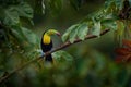 Costa Rica nature, tucan on tree branch. Keel-billed Toucan, Ramphastos sulfuratus, bird with big bill, sitting on the branch in Royalty Free Stock Photo