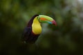 Costa Rica nature, tucan on tree branch. Keel-billed Toucan, Ramphastos sulfuratus, bird with big bill, sitting on the branch in Royalty Free Stock Photo