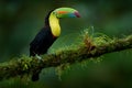 Costa Rica nature, tucan on tree branch. Keel-billed Toucan, Ramphastos sulfuratus, bird with big bill, sitting on the branch in Royalty Free Stock Photo