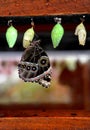 A newly born butterfly crawled out if its cocoon to dry out its wings.