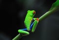 Costa Rica Red Eye Tree Frog Royalty Free Stock Photo