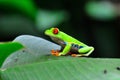 Costa Rica Red Eye Tree Frog Royalty Free Stock Photo
