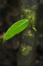 A single leaf highlights the beauty of a tree trunk along a hiking trail in Costa Rica`s Tirimbina Biological Reserve.