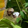 Sloth and its baby sitting in the tree in Costa Rica Royalty Free Stock Photo