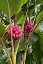 Beautiful pink bananas growing in Costa Rica Royalty Free Stock Photo