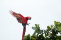 Costa Rica scarlet macaws