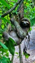 Costa Rica sloth at puerto viejo Royalty Free Stock Photo