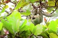 Costa Rica Three Toed Sloth under Canopy Cover Enjoying the View of Isla Ocoluita Royalty Free Stock Photo
