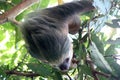 Costa Rica tree Sloth