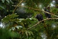 Costa Rica Tropic wildlife. Vulture sitting on the tree in Costa Rica tropic forest. Ugly black bird Black Vulture, Coragyps Royalty Free Stock Photo