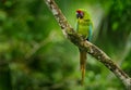 Costa Rica wildlife. Ara ambigua, green parrot Great-Green Macaw on tree. Wild rare bird in the nature habitat, sitting on the