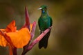 Costa Rica wildlife. Green-crowned Brilliant, Heliodoxa jacula, beautiful bloom. Heliconia red flower with green hummingbird, La Royalty Free Stock Photo