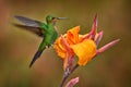 Costa Rica wildlife. Green-crowned Brilliant, Heliodoxa jacula, beautiful bloom. Heliconia red flower with green hummingbird, La Royalty Free Stock Photo