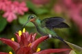 Costa Rica wildlife. Hummingbird in the dark tropic forest. Green-crowned Brilliant, Heliodoxa jacula, beautiful red flower. Bird