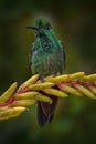 Costa Rica wildlife. Hummingbird in the dark tropic forest. Green-crowned Brilliant, Heliodoxa jacula, beautiful red flower. Bird