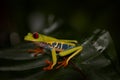 Costa Rica wildlife. Red-eyed Tree Frog, Agalychnis callidryas, Costa Rica. Beautiful frog from tropical forest. Jungle animal on Royalty Free Stock Photo