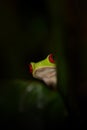 Costa Rica wildlife. Red-eyed Tree Frog, Agalychnis callidryas, Costa Rica. Beautiful frog from tropical forest. Jungle animal on Royalty Free Stock Photo