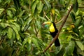 Costa Rica wildlife. Toucan sitting on the branch in the forest, green vegetation. Nature travel holiday in central America. Keel- Royalty Free Stock Photo