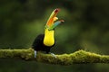 Costa Rica wildlife. Toucan sitting on the branch in the forest, green vegetation. Nature travel holiday in central America. Keel- Royalty Free Stock Photo