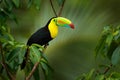 Costa Rica wildlife. Toucan sitting on the branch in the forest, green vegetation. Nature travel holiday in central America. Keel- Royalty Free Stock Photo