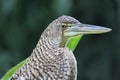 Costa Rican Bird