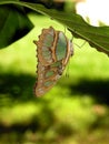 Costa Rican butterfly - Siproeta Stelenes Royalty Free Stock Photo