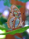 Costa Rican butterfly - Siproeta Stelenes Royalty Free Stock Photo