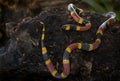 The costa rican coral snake