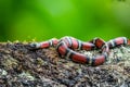 Costa Rican coral snake common snake distributed from the east and southeastern Caribbean in Nicaragua to Caribbean in Panama.