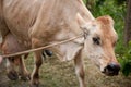 Costa Rican cow