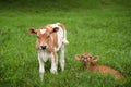 Costa Rican cow