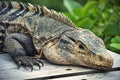 Costa Rican Iguana