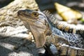 Costa Rican Iguana