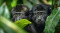 Costa rican jungle howler monkeys in lush foliage, dynamic wildlife in hyperrealistic detail