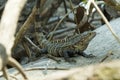 Costa Rican Lizard Royalty Free Stock Photo