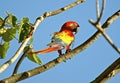 Costa Rican Macaw