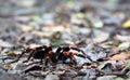 Costa Rican Orange-kneed Tarantula Megaphobema mesomelas